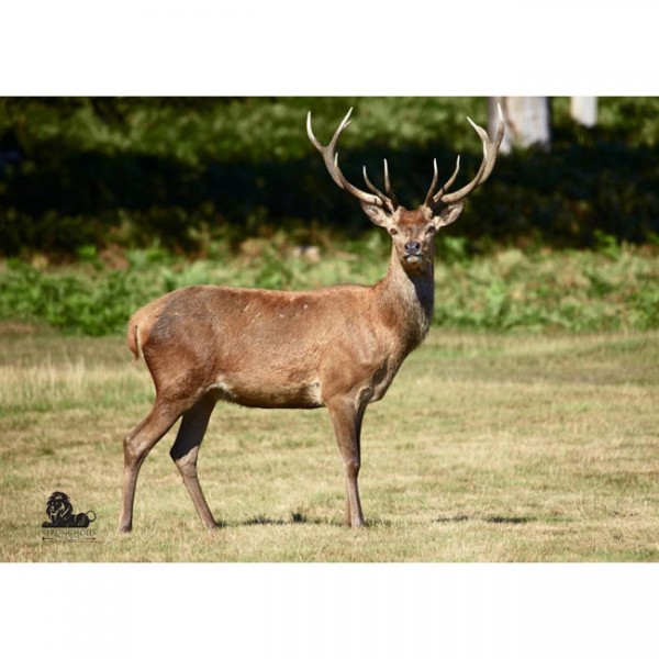 Tierauflage Rotwild Hirsch, 59 x 84 cm